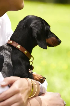 Holland Cooper HC Studded Dog Collar< Dog Collars